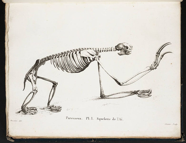Ai (sloth) skeleton, from Georges Cuvier, Recherches sur les ossemens fossils, 1812 (Linda Hall Library)