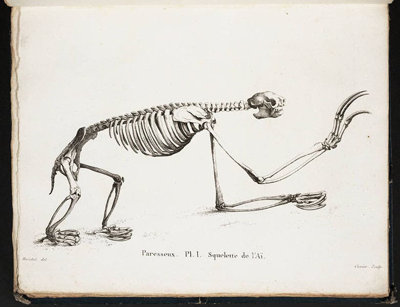 Ai (sloth) skeleton, from Georges Cuvier, Recherches sur les ossemens fossils, 1812 (Linda Hall Library)