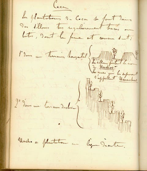 Growing coca in terraced gardens, drawing and notes by Hugh A. Weddell, field notes for second expedition to Peru and Bolivia, 1851-52 (collection of Tom Taylor; photo by Tom Taylor)