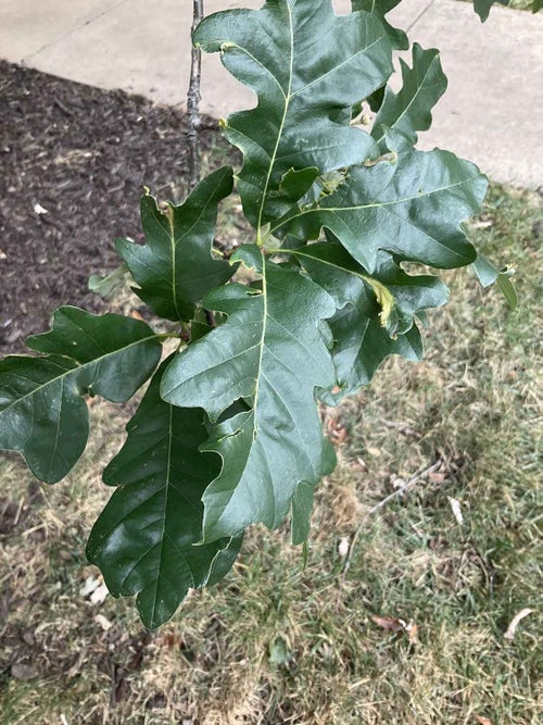Hybrid Oak leaf