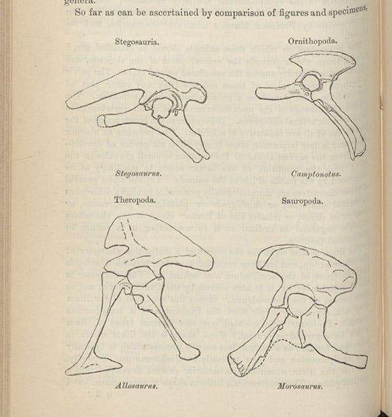 Diagram showing the pelvic structure of two new proposed orders of dinosaurs: Ornithischia (top) and Saurischia (bottom), "On the Classification of the Fossil Animals commonly named Dinosauria,” by Harry Govier Seeley, Proceedings of the Royal Society of London, vol. 43, p. 168, 1888 (Linda Hall Library)