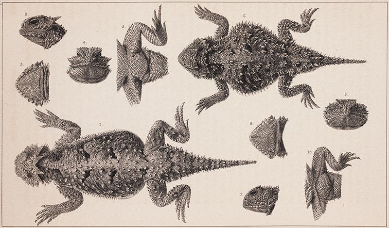 Horned toads, from Stansbury, Exploration and Survey, 1852 (Linda Hall Library)