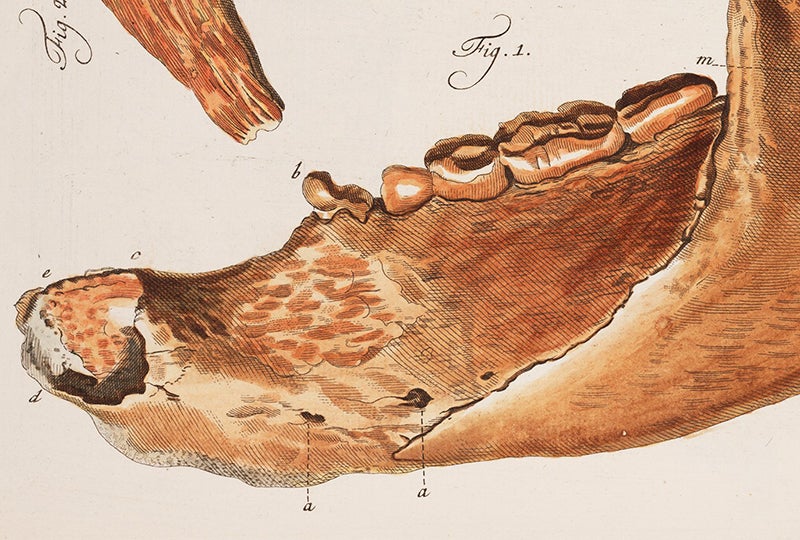 Detail of first image, cave bear jaw (Linda Hall Library)