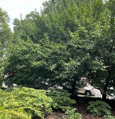 Japanese Cornel Dogwood summer