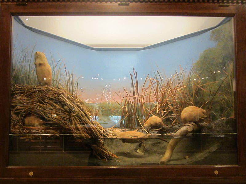 Muskrat Group diorama, by Carl Akeley, Milwaukee Public Museum, 1890 (Wikimedia commons)