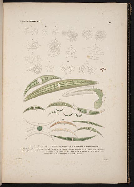 Closterium (green algae), detail of hand-colored engraving, from Christian Ehrenberg, Die Infusionsthierchen, 1838 (Linda Hall Library)
