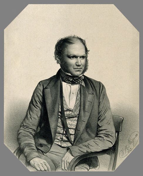 Portrait of Charles Darwin, lithograph by Thomas Maguire, 1849 (Wellcome Collection)