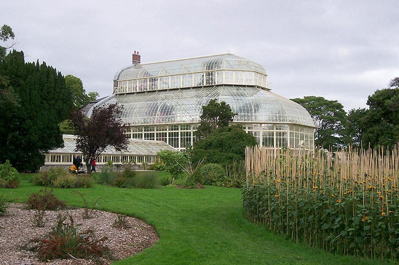 The Palm House, Dublin, iron and glass structure built by Richard Turner, 1883, restored (Wikimedia commons)