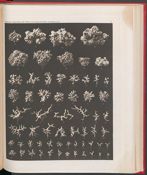 Coralline algae, from A. Weber-vanBosse, Monograph 61, Siboga-expeditie (Linda Hall Library)