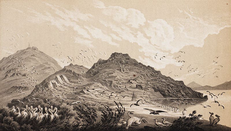 Pelicans and gulls on Gunnison’s Island, Great Salt Lake, from Stansbury, Exploration and Survey, 1852 (Linda Hall Library)