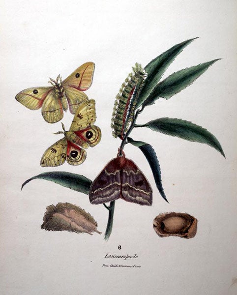 Io moth, drawn by Titian Peale, never published (Academy of Natural Sciences of Drexel University, Philadelphia)