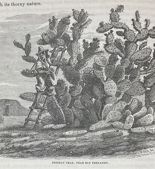 Prickly pear, wood engraving, Report of Explorations in California for Railroad Routes, By Robert S. Williamson (Pacific Railroad Reports, vol. 5), p. 74, 1855 (Linda Hall Library)