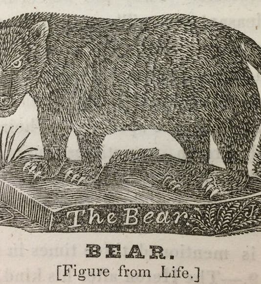 “The Bear,” wood engraving by Jonathan Fisher, from his <i>Scripture Animals</i>, 1834  (Andover-Harvard Theological Library via Tumblr)