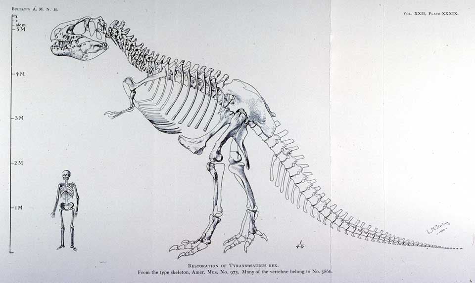 Osborn's second Tyrannosaurus restoration. This work is part of our History of Science Collection, but it was NOT included in the original exhibition. Image source: Osborn, Henry Fairfield. "Tyrannosaurus, upper Cretaceous carnivorous dinosaur (second communication)," in: Bulletin of the American Museum of Natural History, vol. 22 (1906), pl. 39.