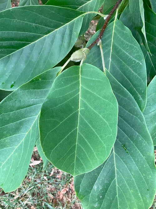 Butterflies Magnolia leaf