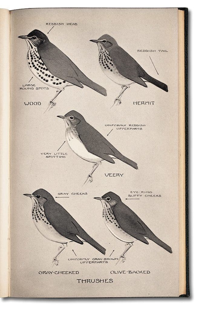 Thrushes are some of the most difficult species to identify as demonstrated by this plate from the first edition of A Field Guide to the Birds. Peterson’s innovation, which became known as the Peterson Identification System, consisted, in part, of using arrows to point to key field marks so that a “quick, easy comparison can be made of the species that most re
