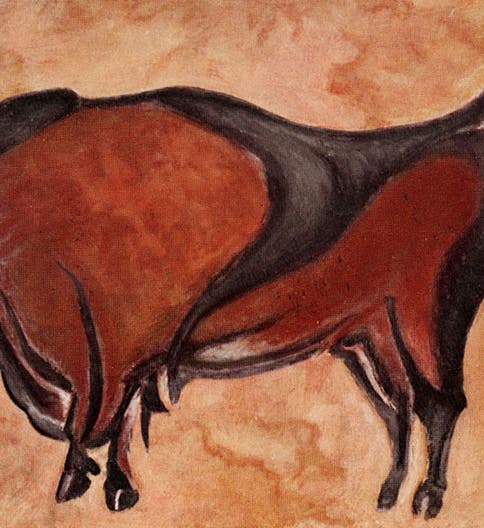 Altamira bull or bison, copy of a painting by Abbé Breuil, in Henry Fairfield Osborn, “Men of the Old Stone Age.” American Museum Journal, vol. 12, 1912 (Linda Hall Library)