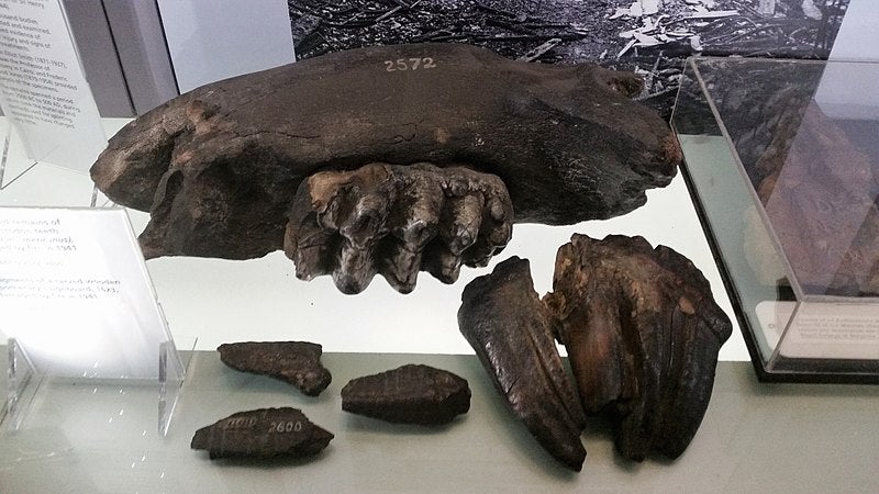 Mastodon jaw and tooth, charred by fire in 1941, Hunterian Museum (Wikimedia Commons)