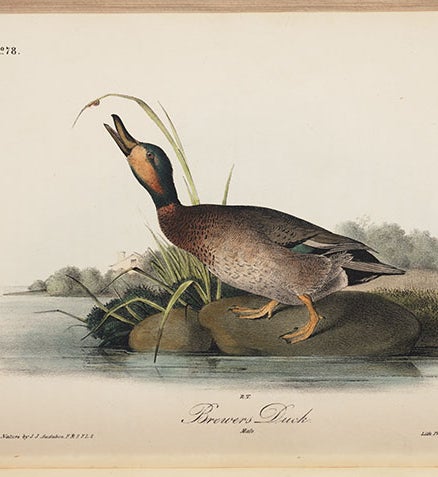 Brewer’s duck, in J.J. Audubon, <i>Birds of America</i>, octavo ed., 1843 (Linda Hall Library)
