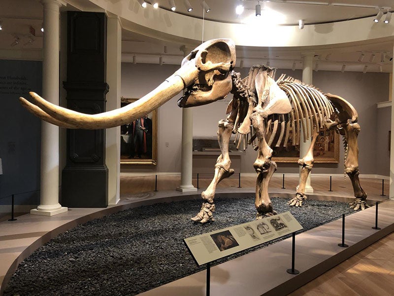 The Peale mastodon skeleton, on loan to the Smithsonian American Art Museum for an exhibition, 2020-2021 (Smithsonian American Art Museum)