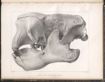 Skull of Megalonyx jeffersonii, lithograph in A Memoir on the Extinct Sloth Tribe of North America, by Joseph Leidy, plate 1, 1855 (Linda Hall Library)