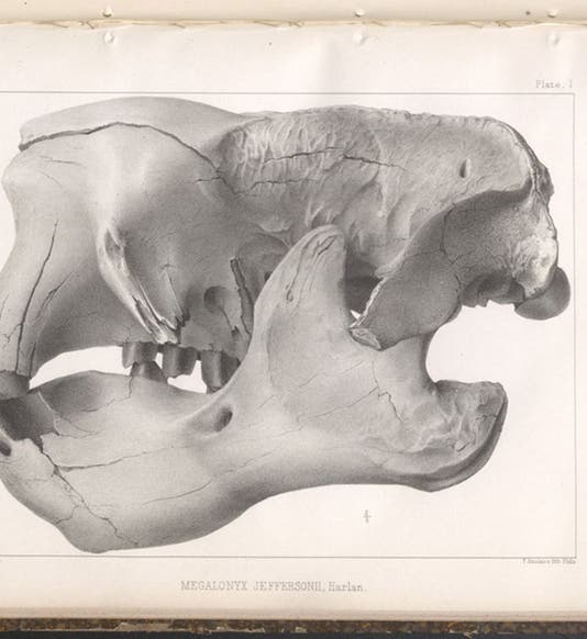Skull of Megalonyx jeffersonii, lithograph in A Memoir on the Extinct Sloth Tribe of North America, by Joseph Leidy, plate 1, 1855 (Linda Hall Library)