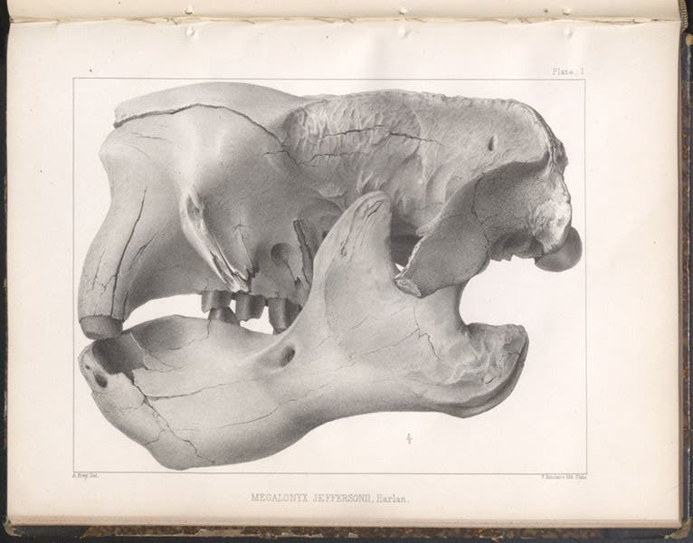 Skull of Megalonyx jeffersonii, lithograph in A Memoir on the Extinct Sloth Tribe of North America, by Joseph Leidy, plate 1, 1855 (Linda Hall Library)