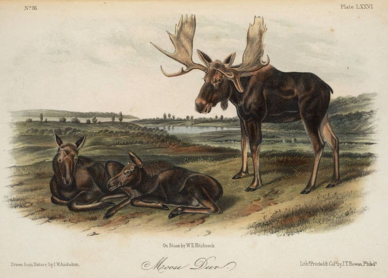 “Moose Deer,” hand-colored lithograph by John Woodhouse Audubon and William E. Hitchcock, in John James Audubon and John Bachman, Quadrupeds of North America, 1849-54 (Linda Hall Library)