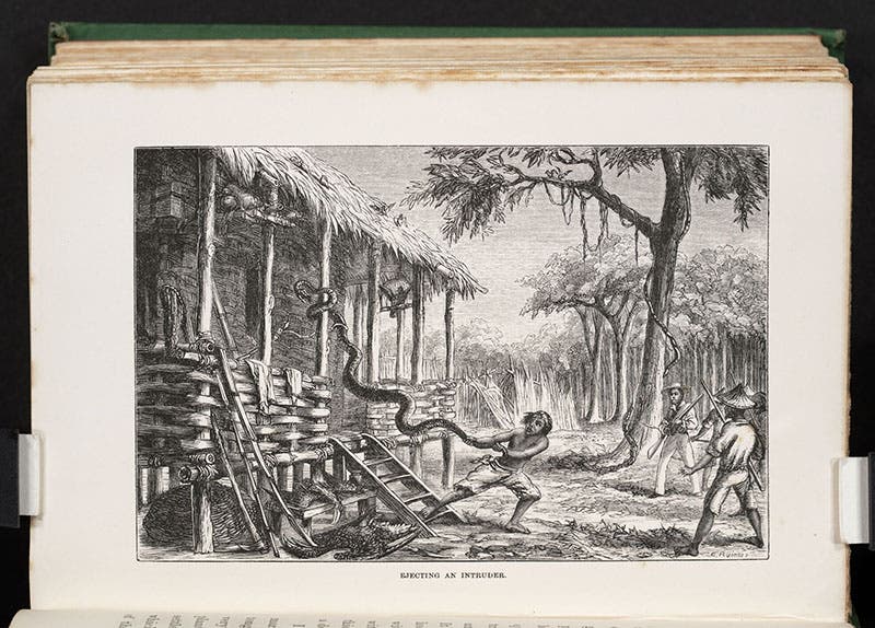 “Ejecting an intruder,” wood engraving, The Malay Archipelago, by Alfred Russel Wallace, vol. 1, 1869 (Linda Hall Library)