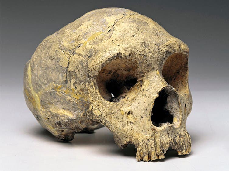 The Gibraltar 1 skull, a Neanderthal skull, found before 1848 at Forbes Quarry, Gibraltar; studied by George Busk, 1864; presented to the Royal College of Surgeons by Busk, 1868; now in the Natural History Museum, London (nhm.ac.uk)