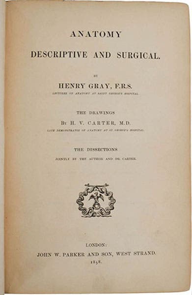 Title page, Anatomy, Descriptive and Surgical, by Henry Gray and Henry Vandyke Carter, first edition of 1858, offered for sale by Burnside Books (biblio.com)