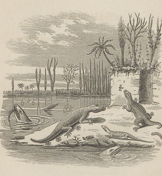 Carboniferous amphibians, discovered and reconstructed by John William Dawson, detail of the frontispiece to his Air-Breathers of the Coal Period, 1863 (Linda Hall Library)