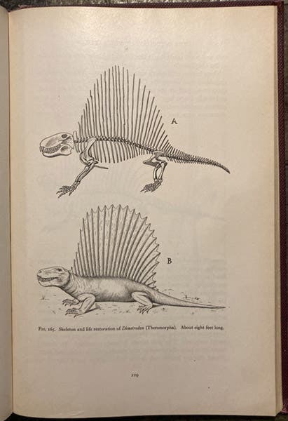 Skeleton and life restoration of Dimetrodon, drawing by Samuel Wendell Williston, in his The Osteology of the Reptiles, ed. by William King Gregory, 1925 (Linda Hall Library)