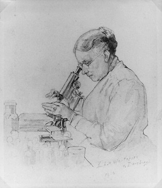 Portrait of Anna Weber-van Bosse, pencil?, 1923 (Artis Library, University of Amsterdam, via Wikimedia commons)