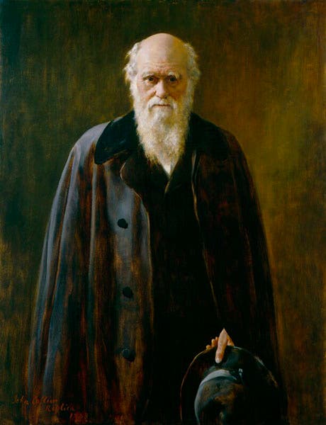 Charles Darwin, oil portrait by John Collier, 1882 (National Portrait Gallery, London)