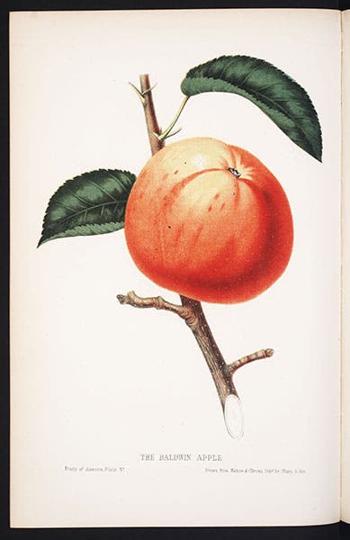 Baldwin apple, from Charles Hovey, Fruits of America (1852-6) (Linda Hall Library)