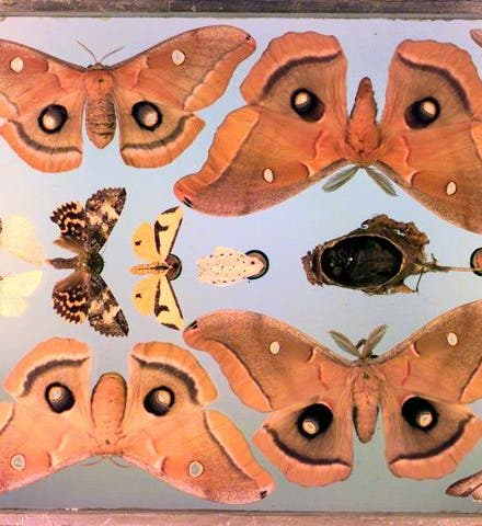 Polyphemus moths collected by Titian Peale (Academy of Natural Sciences of Drexel University, Philadelphia)