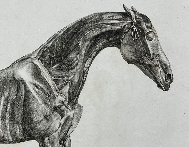 Detail of first image, side view of horse muscles, etching by  George Stubbs, The Anatomy of the Horse, 1766 (Linda Hall Library)