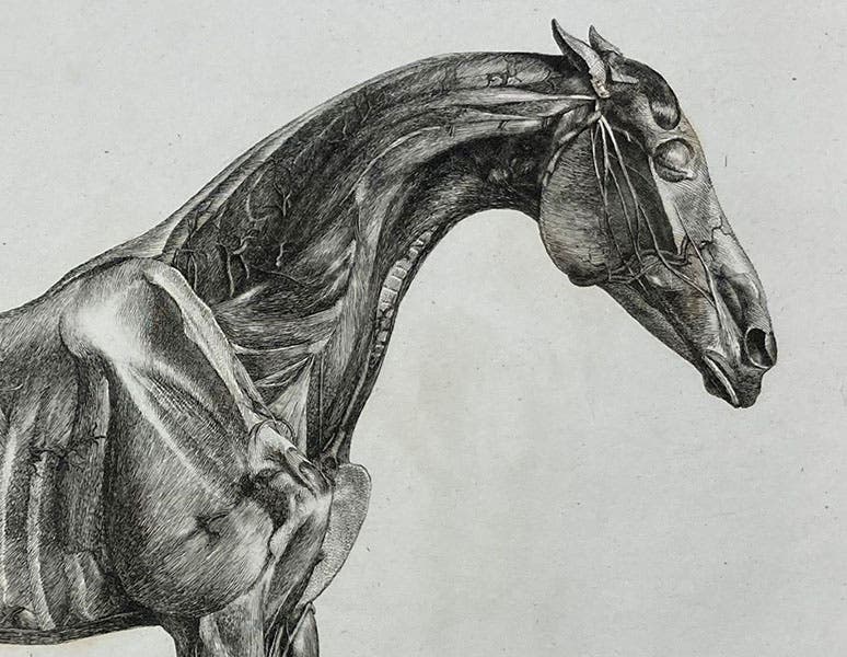Detail of first image, side view of horse muscles, etching by George Stubbs, The Anatomy of the Horse, 1766 (Linda Hall Library)