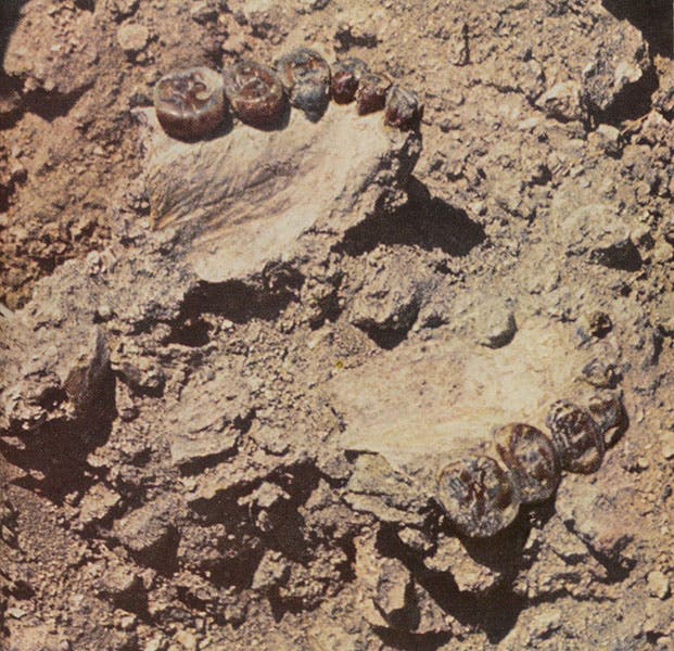 Molars of Zinjanthropus in situ at Olduvai Gorge, Tanzania, photographed by Des Bartlett before the jaw was excavated, July 1959, National Geographic, September 1960 issue (Linda Hall Library)
