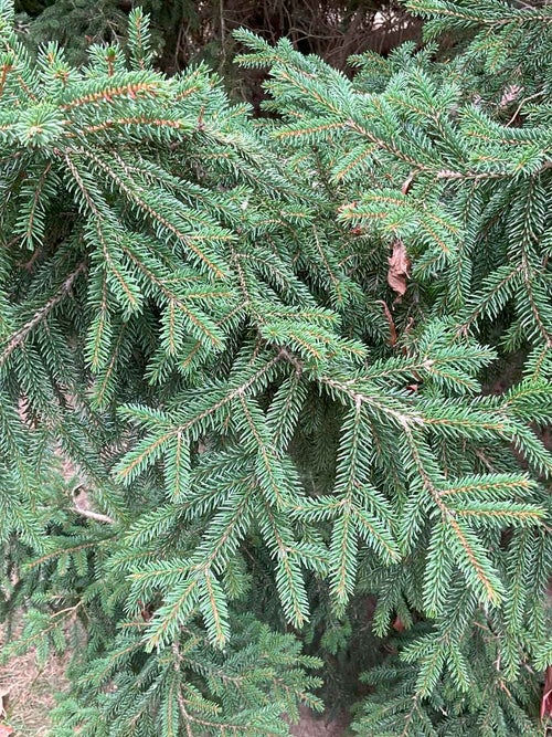 Oriental Spruce leaf