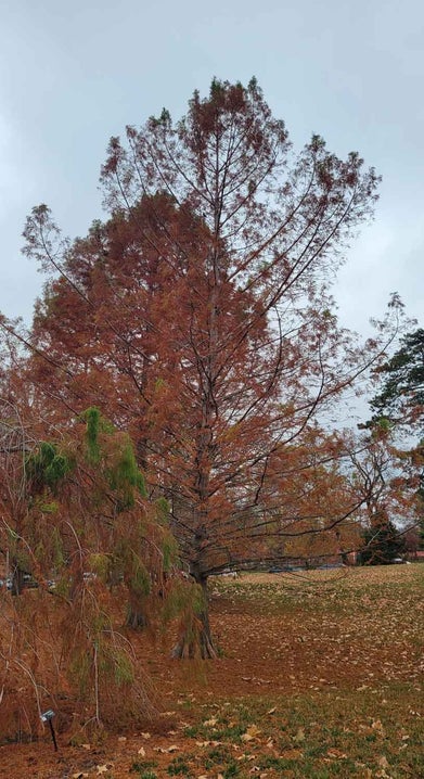 Baldcypress fall