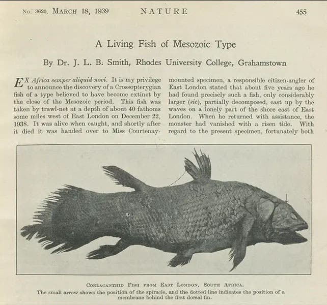 First page of the first paper on the living coelacanth, “A living fish of Mesozoic type,” by J.L.B. Smith, in Nature, vol. 143, Mar. 18, 1939 (Linda Hall Library)