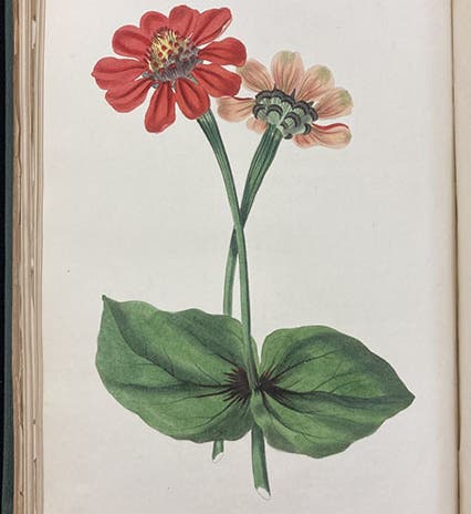 Zinnia violacea, hand-colored engraving, Paxton’s Magazine of Botany, vol. 1, 1834 (Linda Hall Library)