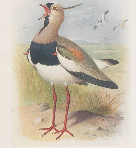 Spur-winged Lapwing, frontispiece painting by Henrick Grønvold, in William Henry Hudson, The Birds of La Plata, vol. 2, 1920 (Linda Hall Library)