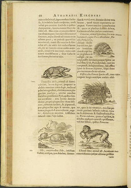 A discussion with woodcuts of five of the pairs of animals invited onto the Ark, including the hedgehog at top right, in Arca Noë, by Athanasius Kircher, p. 66, 1675, copy 2 (Linda Hall Library)
