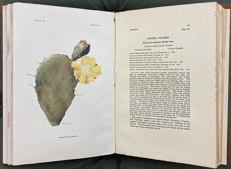 Opuntia vulgaris, the common prickly pear, print after watercolor by Mary Emily Eaton, Addisonia, vol. 1, 1916 (Linda Hall Library)