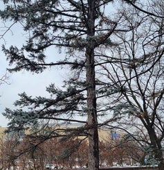 Colorado Spruce winter