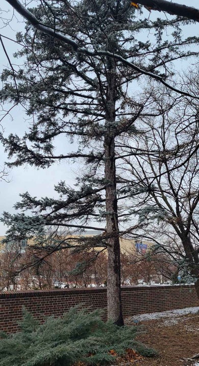 Colorado Spruce winter