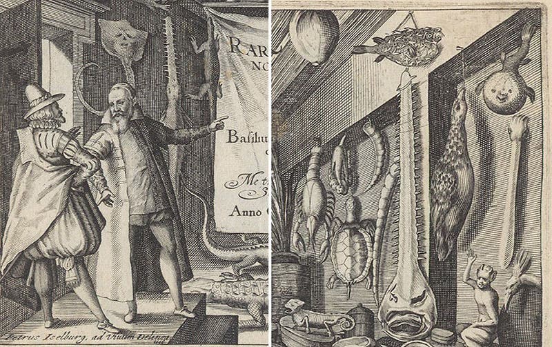 Two details of titlepage engraving, with Besler welcoming a visitor at left, and a sawfish skull, porcupine fish, eider, and other natural objects at right, Basil Besler, Continuatio rariorum, 1622 (Linda Hall Library)